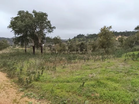 arrifoias_00008