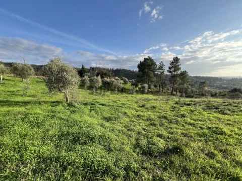 Terreno