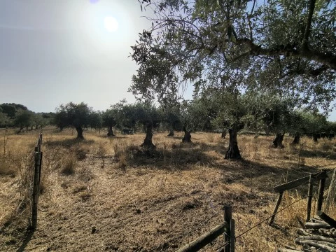 Olival