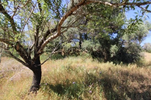Terreno rustico