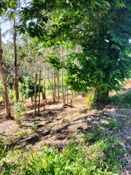 Terreno Urbano em Luso, Mealhada