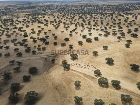 Herdade em Beja