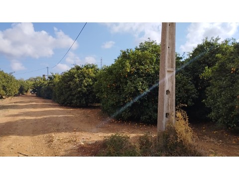 Terreno de 2.1ha com árvores de fruto e excelente acesso em Faro.