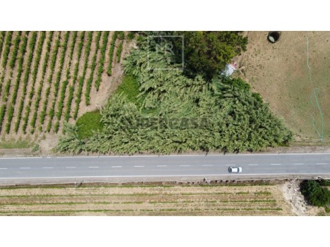 Terreno em São Lourenço do Bairro, Anadia