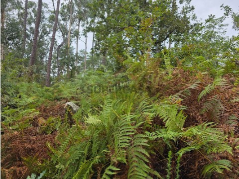 Terreno em Milhazes, Vilar de Figos e Faria, Barcelos
