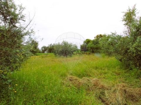 Terreno em Mação, Penhascoso e Aboboreira, Mação