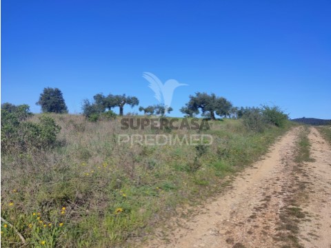 Terreno em Alcanena e Vila Moreira, Alcanena