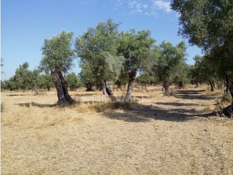 Terreno em Torrão, Alcácer do Sal