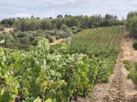 Terreno em Abrigada e Cabanas de Torres, Alenquer