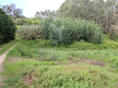 Terreno em Ferreira do Zêzere, Ferreira do Zêzere
