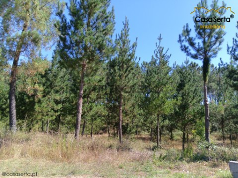 Terreno em Cernache do Bonjardim, Nesperal e Palhais, Sertã