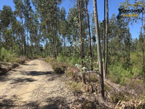 Terreno em Proença-a-Nova e Peral, Proença-a-Nova