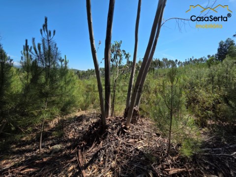 Terreno em Proença-a-Nova e Peral, Proença-a-Nova