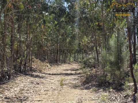 Terreno em Proença-a-Nova e Peral, Proença-a-Nova
