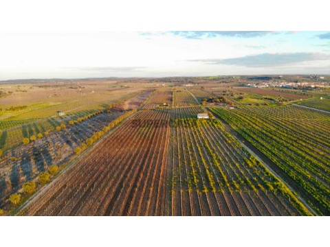 DJI_0252