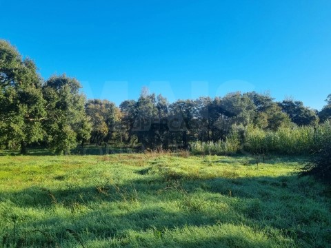 Terreno em São Pedro de Tomar, Tomar