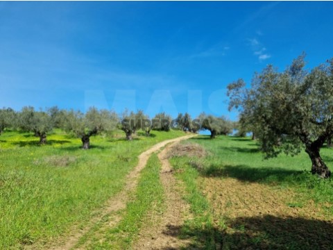 Quinta Rural T4 em Torres Novas (Santa Maria, Salvador e Santiago), Torres Novas