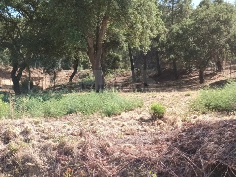 Terreno em Salgueiro do Campo, Castelo Branco