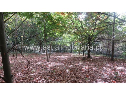 Terreno em Bouro (Santa Maria), Amares