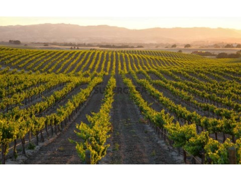 vineyard_for-sale_alentejo_portugal