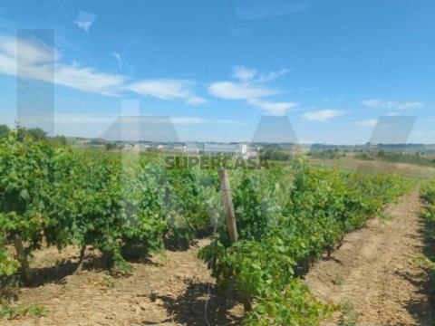 Boerderij 4 kamers Op Carvoeira e Carmões, Torres Vedras