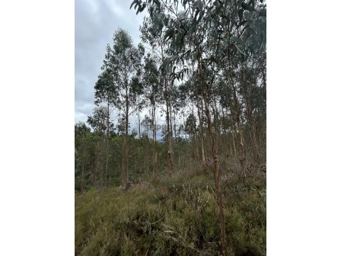 Terrein Op São Pedro de Alva e São Paio de Mondego, Penacova