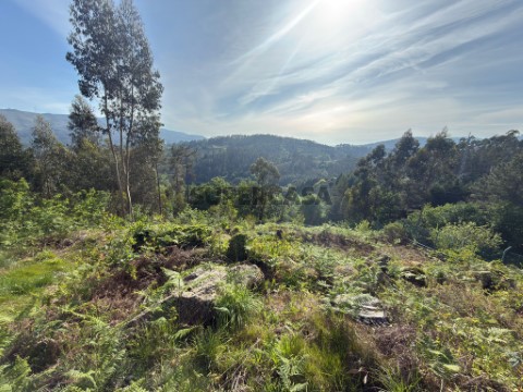 Terreno