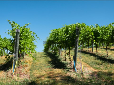Quinta Agrícola em Estômbar e Parchal, Lagoa