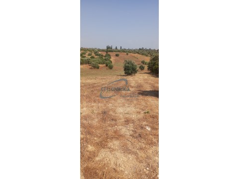 Terreno em Torres Novas (São Pedro), Lapas e Ribeira Branca, Torres Novas
