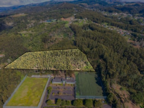 Terreno em Camacha, Santa Cruz