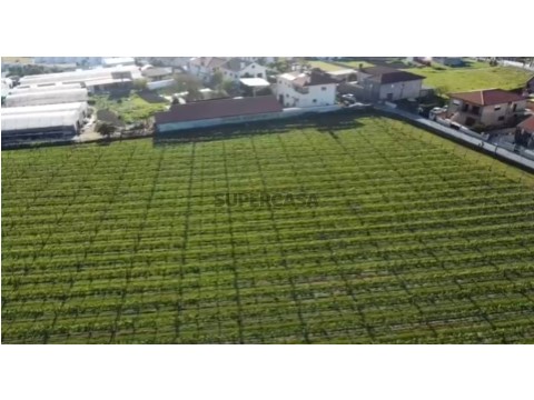 Terreno com Vinha para Investimento
