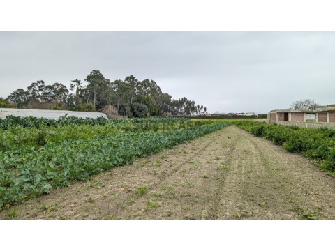 Terreno