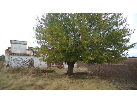 Cattle Ranch 在 Barbacena e Vila Fernando, Elvas