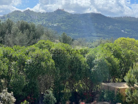 Vistas