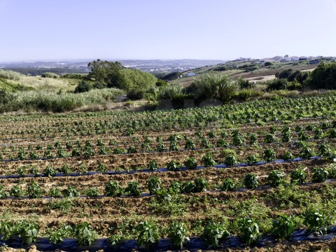 Terreno em Santa Bárbara, Lourinhã