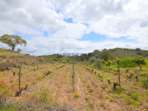 Terreno Vale Figueira