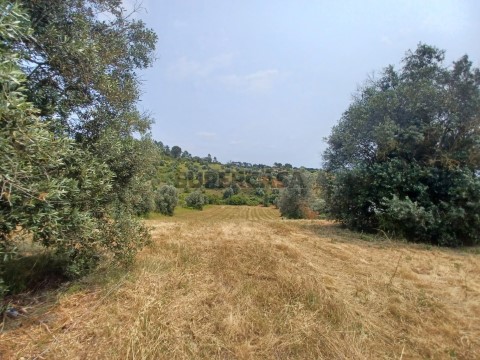 Terreno em Madalena e Beselga, Tomar