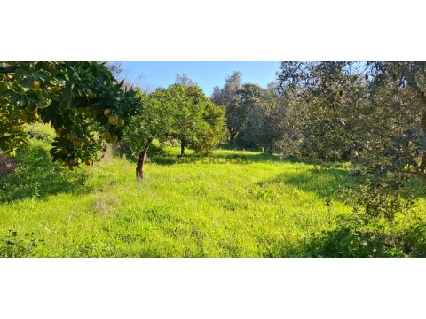Terreno com 2.400 m2 com possibilidade de construção a 10 minutos de Tomar.