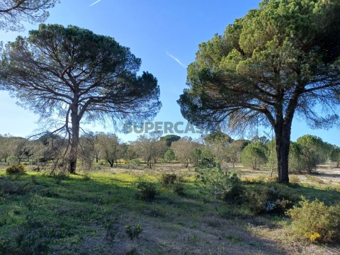 Terreno a 10 minutos do Carvalhal (Praias do Carvalhal e Pego), 20 minutos da Comporta e Melides!
