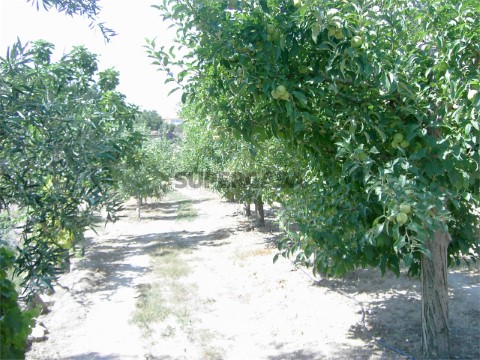 Terreno em Tarouca_1