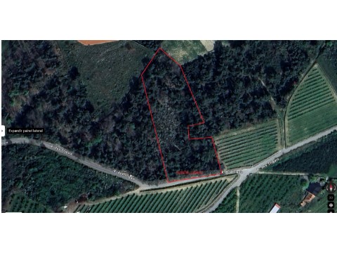 Pinhal indiviso em Cepões, Lamego