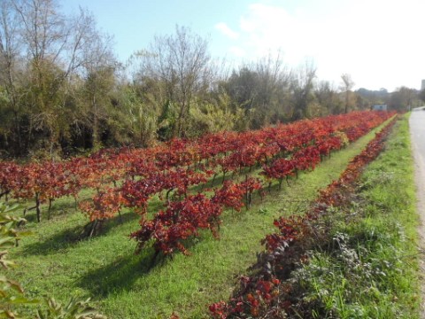 Terreno Adémia