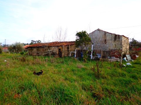 Externo1