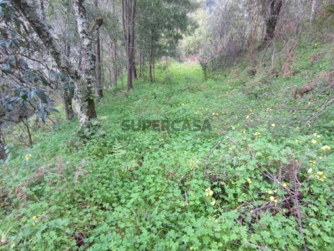Terreno