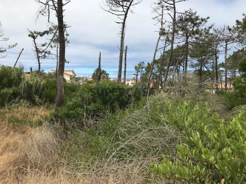 Terreno junto á Praia