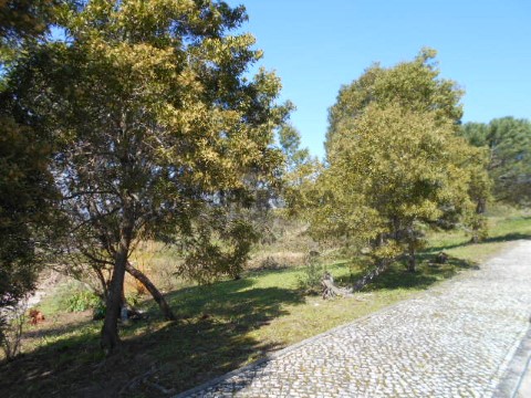Terreno Urbano na Quinta do Grou