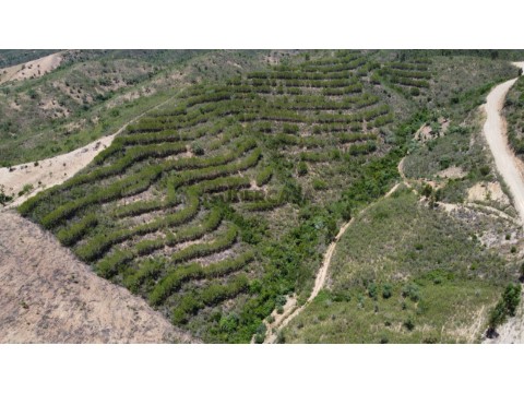 Terreno Rustico, Com Pinheiros, São Bartolomeu de Messines (3)