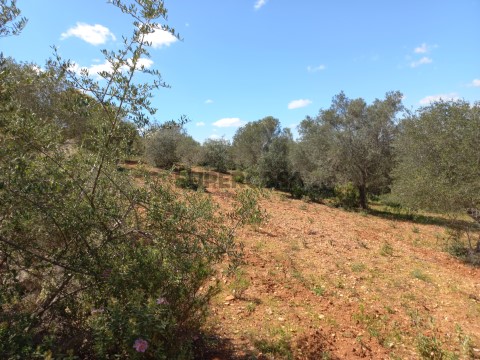 Terreno rústico, Conceição, Faro, Algarve