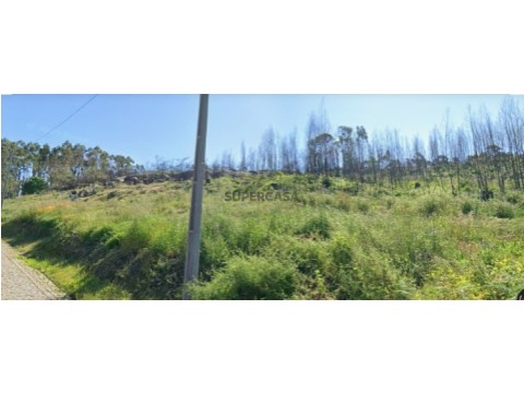 Terreno carvalhos de bogalhos