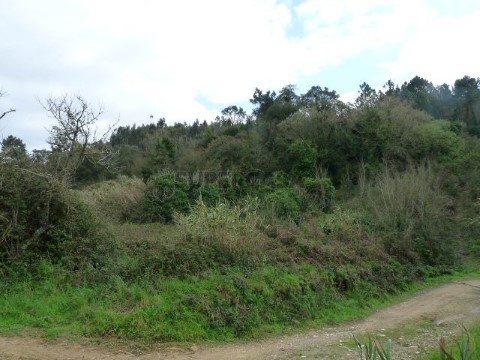 TERRENO FOTO 1